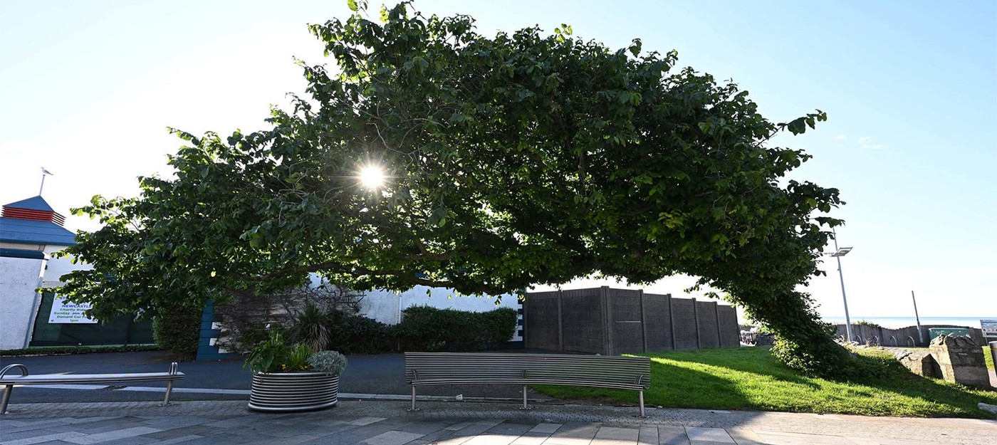 150-year-old elm growing almost horizontally named tree of the year in the UK