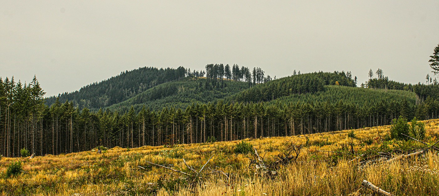 Google cleared 300 hectares of Finnish forest for a data center before environmental review was complete