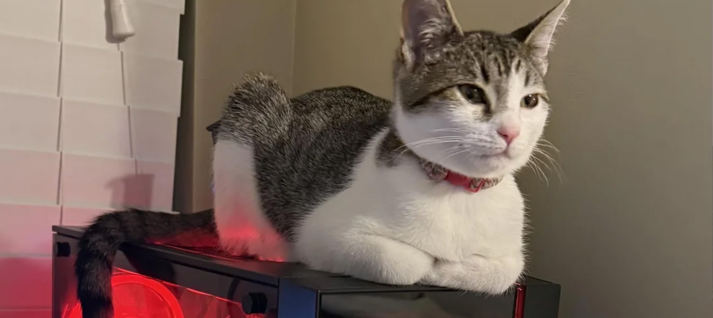 Four ways to save a PC system unit from a cat