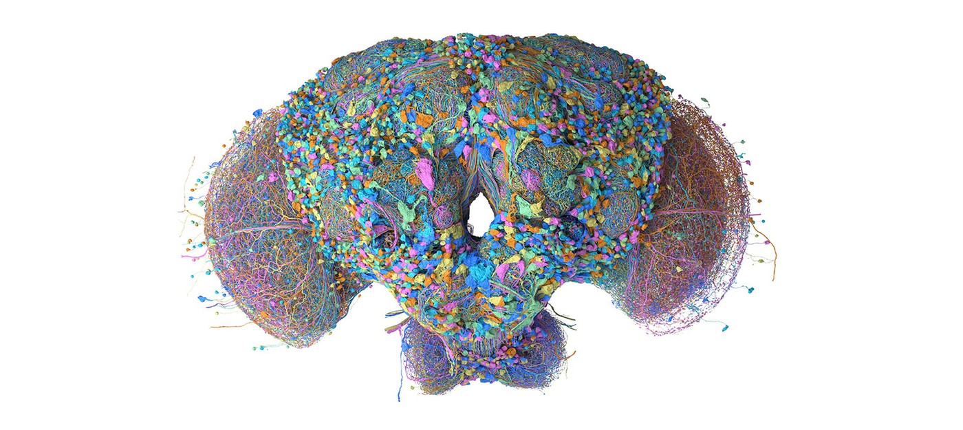 Google mapped the fruit fly's brain with 166,000 neurons, and engineers immediately ran Doom on it