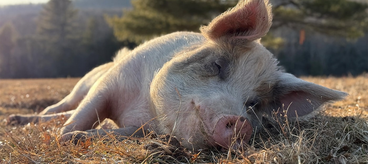 You can live for free in Hawaii if you take care of rescued pigs for 20 hours a week