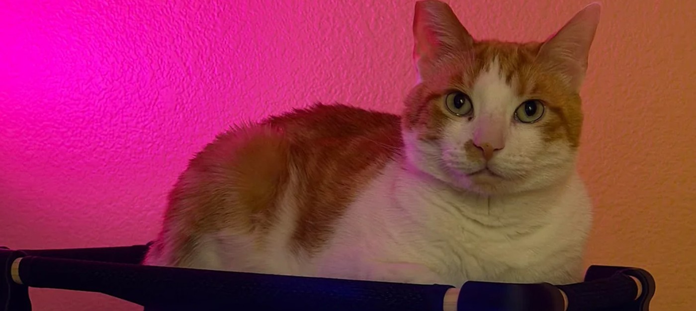 An enthusiast decided to make a cat bed on top of his PC instead of spikes – it turned out that many people do this