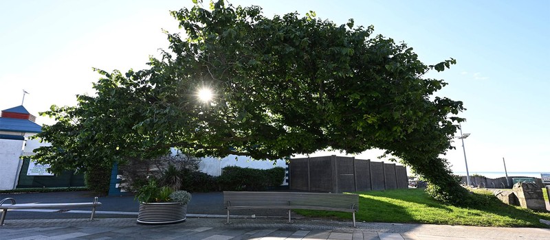 150-year-old elm growing almost horizontally named tree of the year in the UK