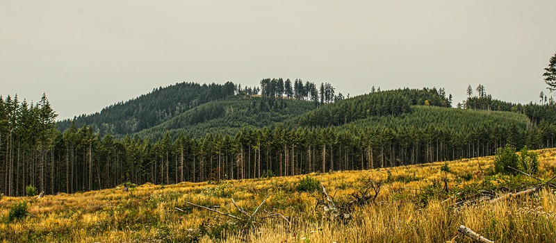 Google cleared 300 hectares of Finnish forest for a data center before environmental review was complete
