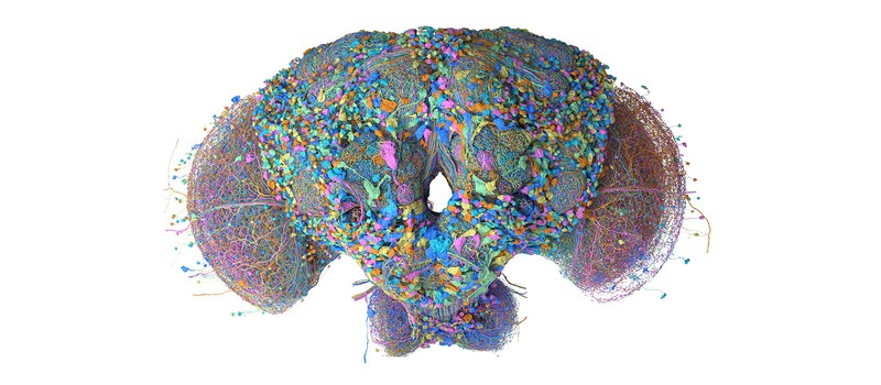 Google mapped the fruit fly's brain with 166,000 neurons, and engineers immediately ran Doom on it