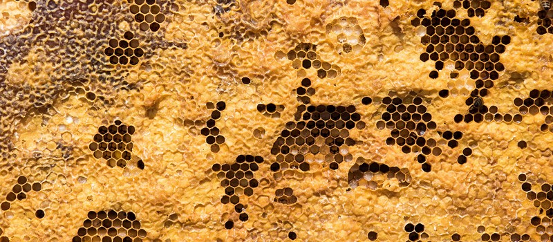 17-year-old schoolboy discovers a way to rid bees of mites and boost honey harvests