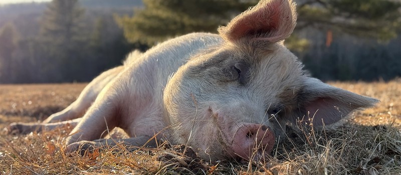 You can live for free in Hawaii if you take care of rescued pigs for 20 hours a week