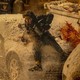 First reviews of the new Resident Evil adaptation - critics promise a feeling like a very good game