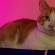 An enthusiast decided to make a cat bed on top of his PC instead of spikes – it turned out that many people do this